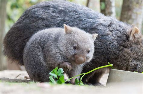 Tiere in Australien: WomBob – Neuartiger Roboter erforscht Wohnhöhlen von Wombats - Panorama