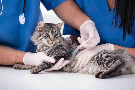 Feline Enteritis (Panleukopenia) - Quakers Hill Vet Hospital