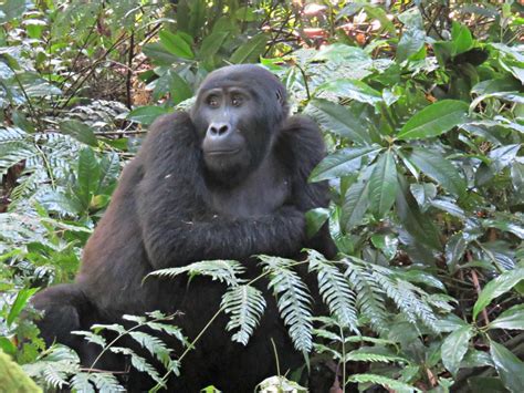 In search of Uganda’s rare mountain gorillas