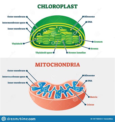 Chloroplast Cartoons, Illustrations & Vector Stock Images - 1190 Pictures to download from ...