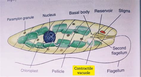 Contractile vacuole in a cell - function, diagram, and structure