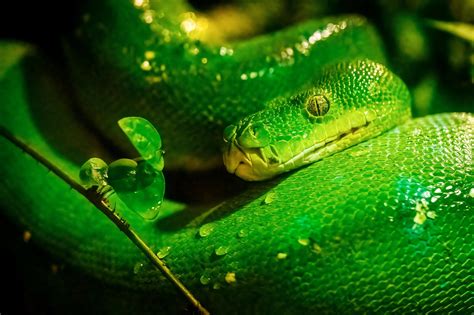 Green Tree Python Wallpaper