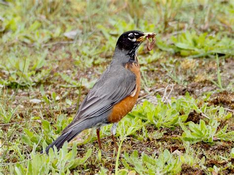 Insectivore Birds Part 1 | Rainshadow Journal