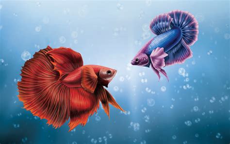 Betta Fish Wallpaper Pro - 1280x800 Wallpaper - teahub.io