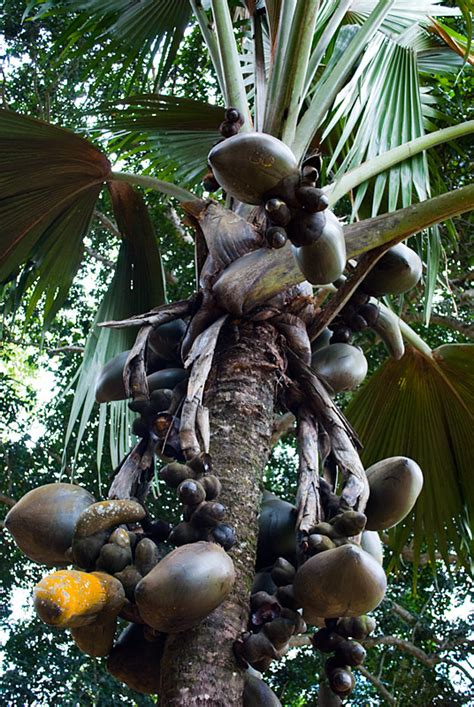 Double Coconut Tree: Pictures, Images, Facts on Double Coconut Palm Trees