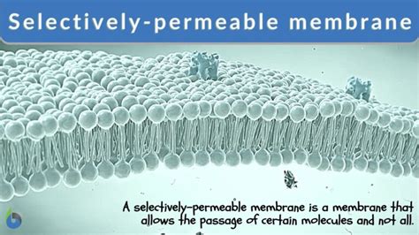 Selectively-permeable membrane - Definition and Examples - Biology Online Dictionary