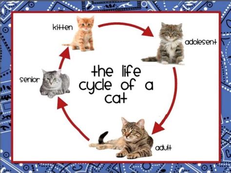 Cats Life Stages - Felis Catus World