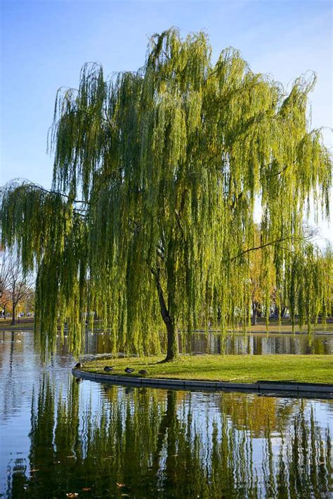 Lake vs. Pond: The 3 Main Differences Explained - A-Z Animals