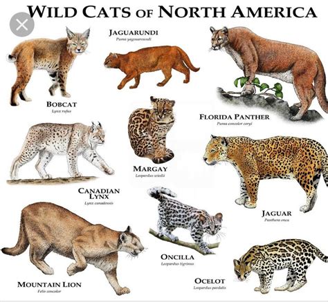 Wild Cats of North America | Wild cat species, Wild cats, Small wild cats