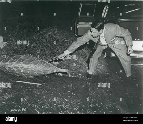 INVASION OF THE BODY SNATCHERS (1956) KEVIN MCCARTHY IBS 005P Stock Photo - Alamy