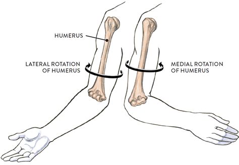 Anterior view of the right upper limb