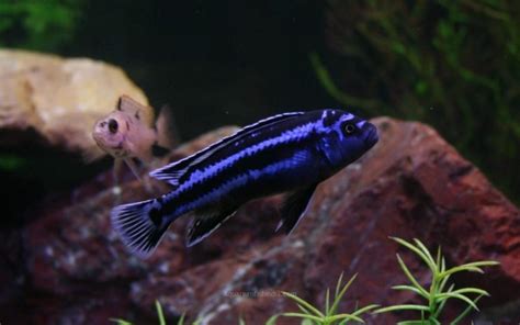 Electric Blue Johanni Cichlid | Aquarium Fish India