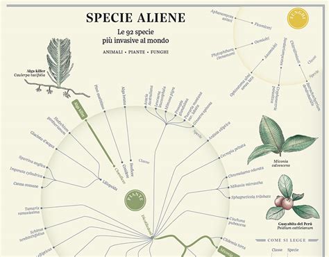 Editorial infographic | Invasive Alien Species (2) | Images :: Behance