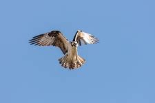 Osprey Flying Free Stock Photo - Public Domain Pictures