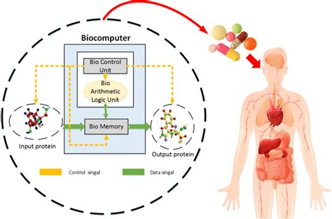 The schematic diagram of the ideal biocomputer. It represents the ...