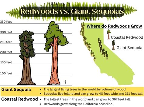 Redwoods vs Giant Sequoias – What’s the Difference?