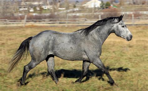 Working Cow Horse/Reining - Stallion Central