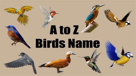 Birds name learning a to z for kids | BD Kids | Birds, Academic poster ...