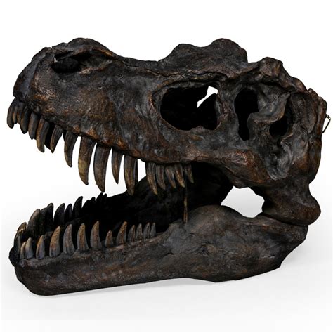 Real t rex skull - whyquest