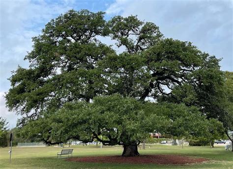 The Most Common Texas Tree Species