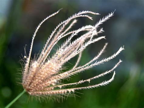 Dry Wild Flower Free Stock Photo - Public Domain Pictures