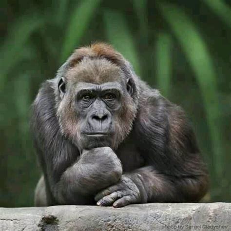 Deep thoughts | Monkey see monkey do | Pinterest