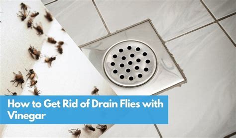 How to Get Rid of Drain Flies in Denver