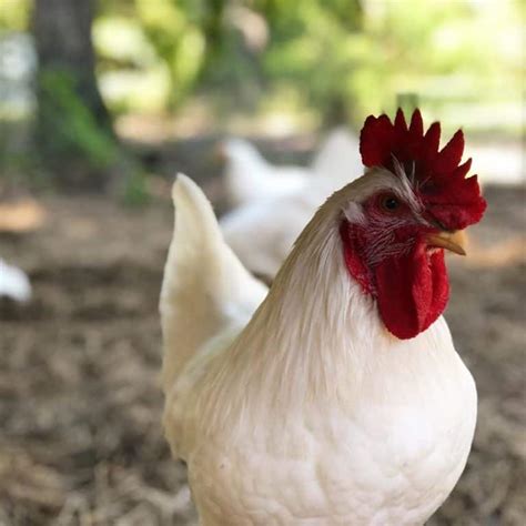 Top 10 White Chicken Breeds (with Pictures)