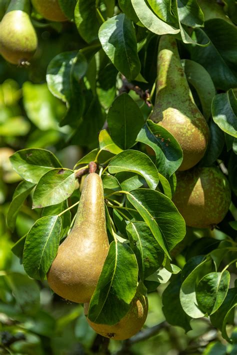 Growing Pears Free Stock Photo - Public Domain Pictures