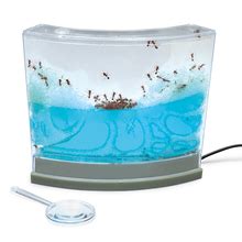 Gel Ant Farm with LED Base (with live ants) | Carolina Biological Supply