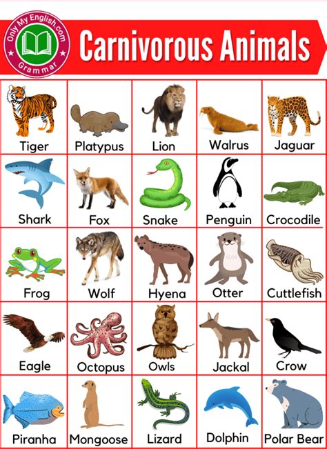 Carnivores Animals Name List with Pictures | Carnivorous animals ...