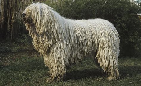 Komondor Dog Breed Information & Characteristics