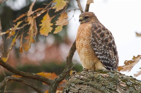 The Ohio Nature Blog: Suburban Red-shouldered Hawks