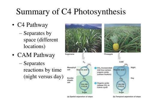 PPT - C4 Photosynthesis PowerPoint Presentation - ID:3107488