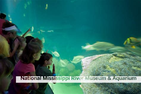 National Mississippi River Museum and Aquarium - The Musaic Design Group