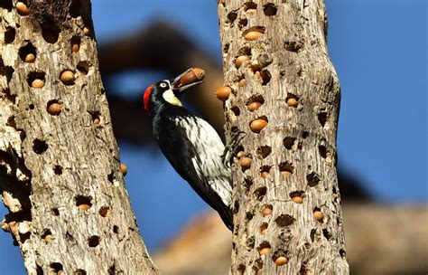 Acorn Woodpecker, photo by Tony Rush | Oregon Birding Association