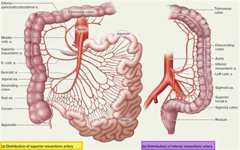 Mesenteric artery anatomy, function, branches & mesenteric artery ischemia