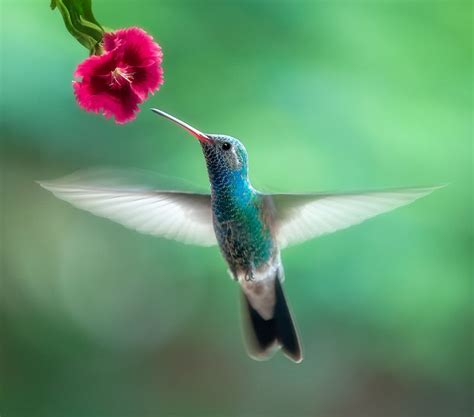 Fluttering..! | Hummingbird pictures, Hummingbird photos, Beautiful birds