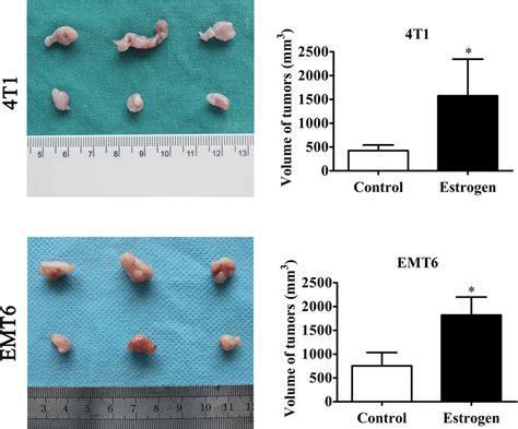 The effect of estrogen on estrogen receptor-negative breast cancer in... | Download Scientific ...