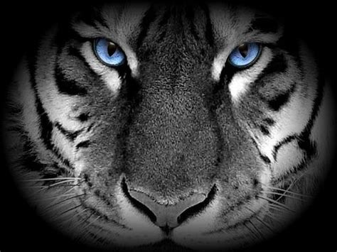 white-tiger-blue-eyes | White tiger, White tiger tattoo, Beautiful blue ...