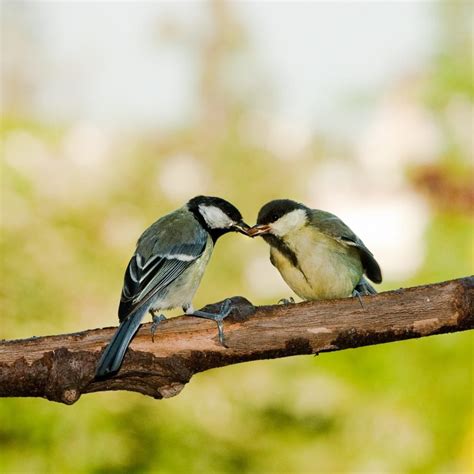 Discover Bird Watching at Coombe Abbey Park | Coombe Abbey Hotel