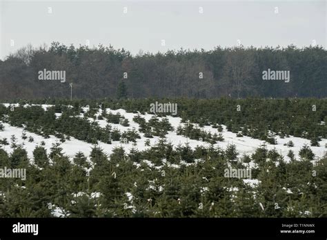 Christmas tree nursery in Hungary Stock Photo - Alamy