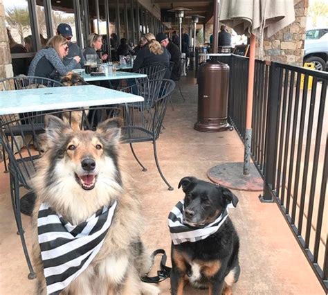 8 Best Dog-Friendly Restaurants in Sacramento | The Dog People by Rover.com