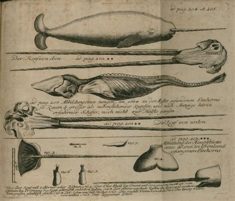 Narwhal Anatomy Diagram