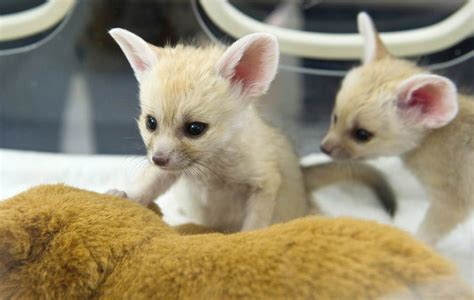 Fennec Fox Animals For Sale | Gate Parkway, Jacksonville, FL #277292