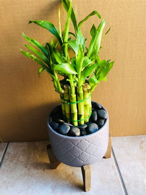 Lucky Bamboo Live Plant Indoor Mit grauer Keramik topf gesunde | Etsy