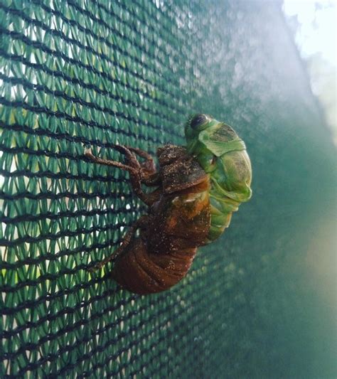 Cicada shedding its skin : r/oddlyweird