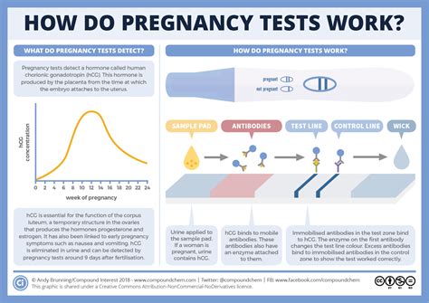 How do pregnancy tests work? | Compound Interest