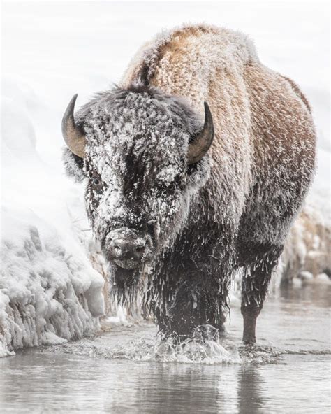 Yellowstone in Winter | Animal photography wildlife, Yellowstone photography, Wildlife photography