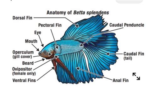 Betta Fish Types, Betta Fish Care, Betta Aquarium, Planted Aquarium, Fish Anatomy, Animal ...